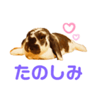 あぽもこたんスタンプ（個別スタンプ：19）