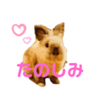あぽもこたんスタンプ（個別スタンプ：20）