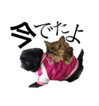 黒パグちゃんとロン毛ねこ君（個別スタンプ：16）