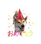 むさしおじさん（個別スタンプ：1）