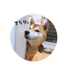 むさしおじさん（個別スタンプ：5）