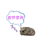 ハムスターがりちゃんスタンプ3（個別スタンプ：12）