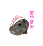 ハムスターがりちゃんスタンプ3（個別スタンプ：29）