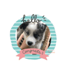 我が家の愛犬.KOMUGI♂の成長スタンプです（個別スタンプ：2）