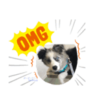 我が家の愛犬.KOMUGI♂の成長スタンプです（個別スタンプ：3）