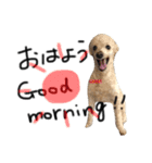 犬。その名もチョコ①（個別スタンプ：1）