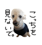 犬。その名もチョコ①（個別スタンプ：4）