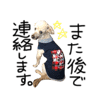 犬。その名もチョコ①（個別スタンプ：5）