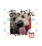犬。その名もチョコ①（個別スタンプ：6）