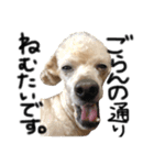 犬。その名もチョコ①（個別スタンプ：7）