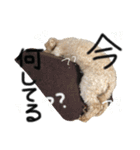 犬。その名もチョコ①（個別スタンプ：8）