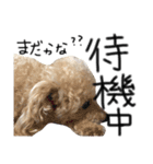 犬。その名もチョコ①（個別スタンプ：10）