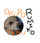 犬。その名もチョコ①（個別スタンプ：11）
