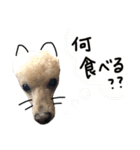 犬。その名もチョコ①（個別スタンプ：16）