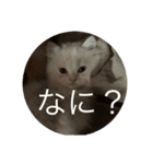 てぃむくん。（個別スタンプ：6）
