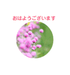 かわいい四季のお花の写真（個別スタンプ：1）