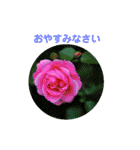 かわいい四季のお花の写真（個別スタンプ：2）