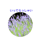 かわいい四季のお花の写真（個別スタンプ：5）