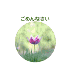 かわいい四季のお花の写真（個別スタンプ：8）