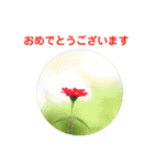 かわいい四季のお花の写真（個別スタンプ：10）