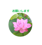 かわいい四季のお花の写真（個別スタンプ：12）