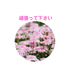 かわいい四季のお花の写真（個別スタンプ：13）