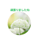 かわいい四季のお花の写真（個別スタンプ：14）
