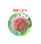 かわいい四季のお花の写真（個別スタンプ：15）