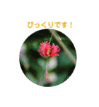かわいい四季のお花の写真（個別スタンプ：17）