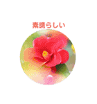かわいい四季のお花の写真（個別スタンプ：18）