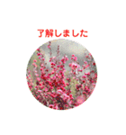 かわいい四季のお花の写真（個別スタンプ：21）