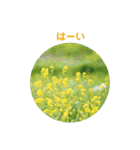 かわいい四季のお花の写真（個別スタンプ：24）