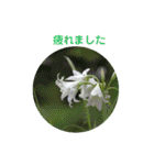 かわいい四季のお花の写真（個別スタンプ：25）