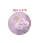 かわいい四季のお花の写真（個別スタンプ：32）