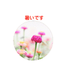 かわいい四季のお花の写真（個別スタンプ：33）