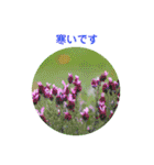 かわいい四季のお花の写真（個別スタンプ：34）