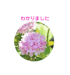 かわいい四季のお花の写真（個別スタンプ：37）