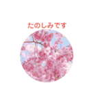 かわいい四季のお花の写真（個別スタンプ：38）