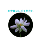 かわいい四季のお花の写真（個別スタンプ：39）