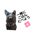 トッティー(犬♂)の日常。（個別スタンプ：6）
