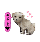 マルチーズ×チワワ レオンくん（個別スタンプ：1）