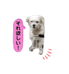 マルチーズ×チワワ レオンくん（個別スタンプ：2）