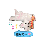 マルチーズ×チワワ レオンくん（個別スタンプ：4）