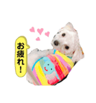 マルチーズ×チワワ レオンくん（個別スタンプ：6）