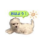 マルチーズ×チワワ レオンくん（個別スタンプ：7）