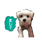 マルチーズ×チワワ レオンくん（個別スタンプ：9）