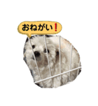 マルチーズ×チワワ レオンくん（個別スタンプ：11）