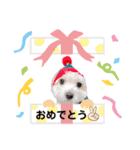 マルチーズ×チワワ レオンくん（個別スタンプ：12）