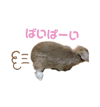 第2弾！『みたらし』スタンプ（個別スタンプ：4）
