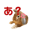 第2弾！『みたらし』スタンプ（個別スタンプ：5）